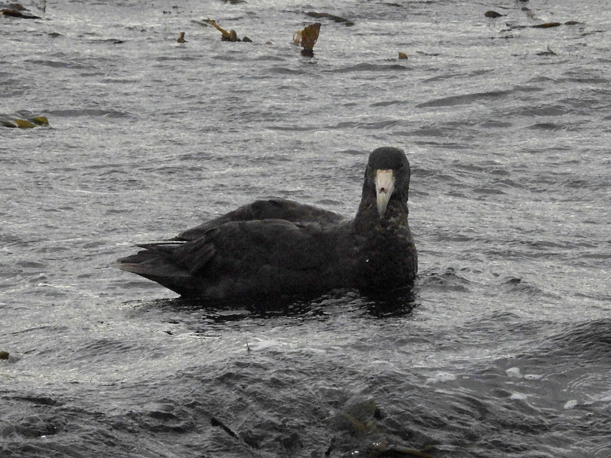 Southern Giant-Petrel - ML617079710