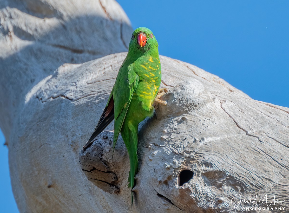 Scaly-breasted Lorikeet - ML617079716