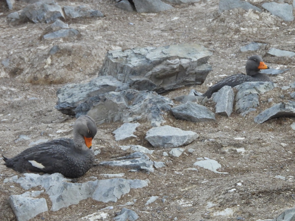 Flightless Steamer-Duck - ML617079742