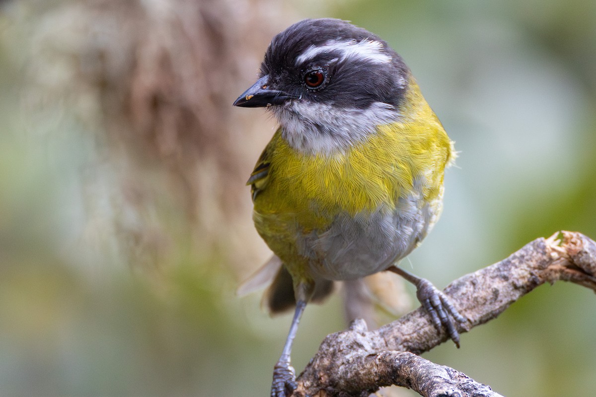 Sooty-capped Chlorospingus - ML617079744