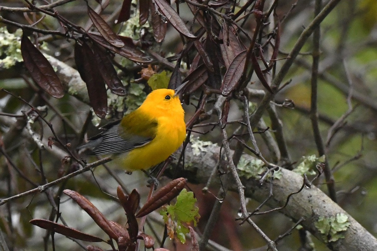 Prothonotary Warbler - Todd Love