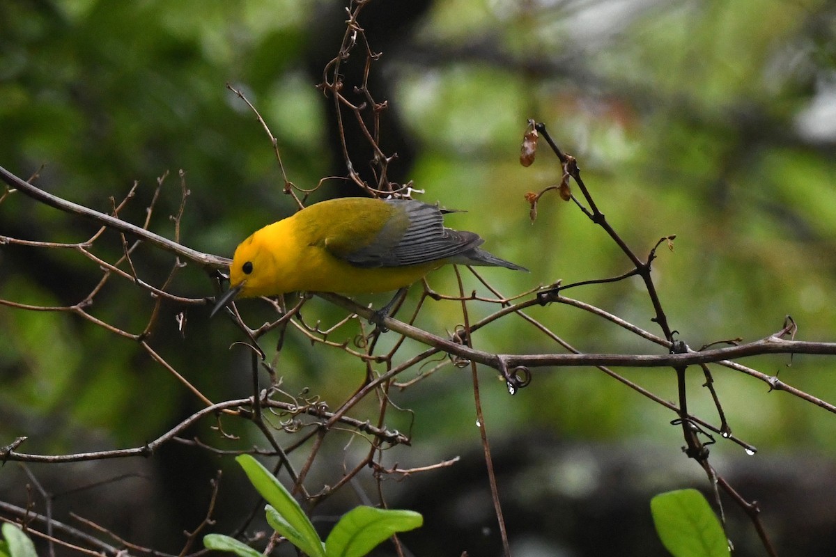 Prothonotary Warbler - Todd Love