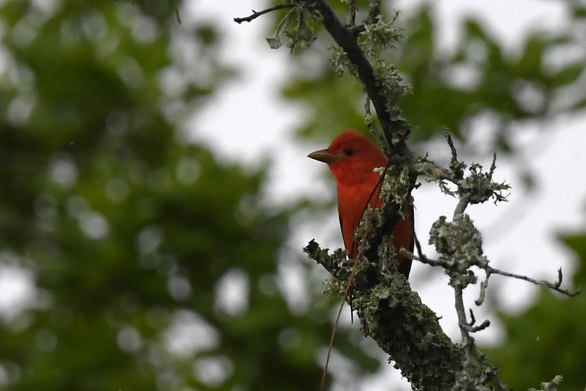 Summer Tanager - Todd Love