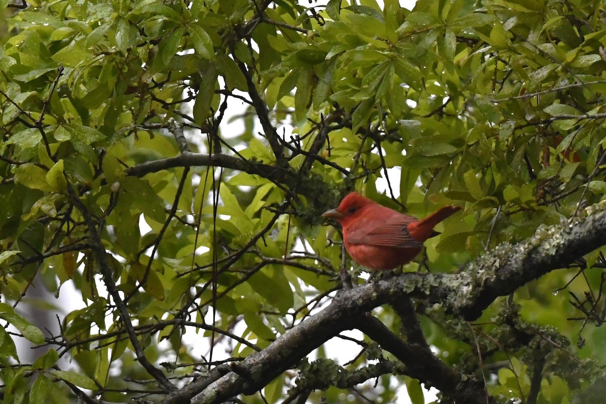 Summer Tanager - ML617079759