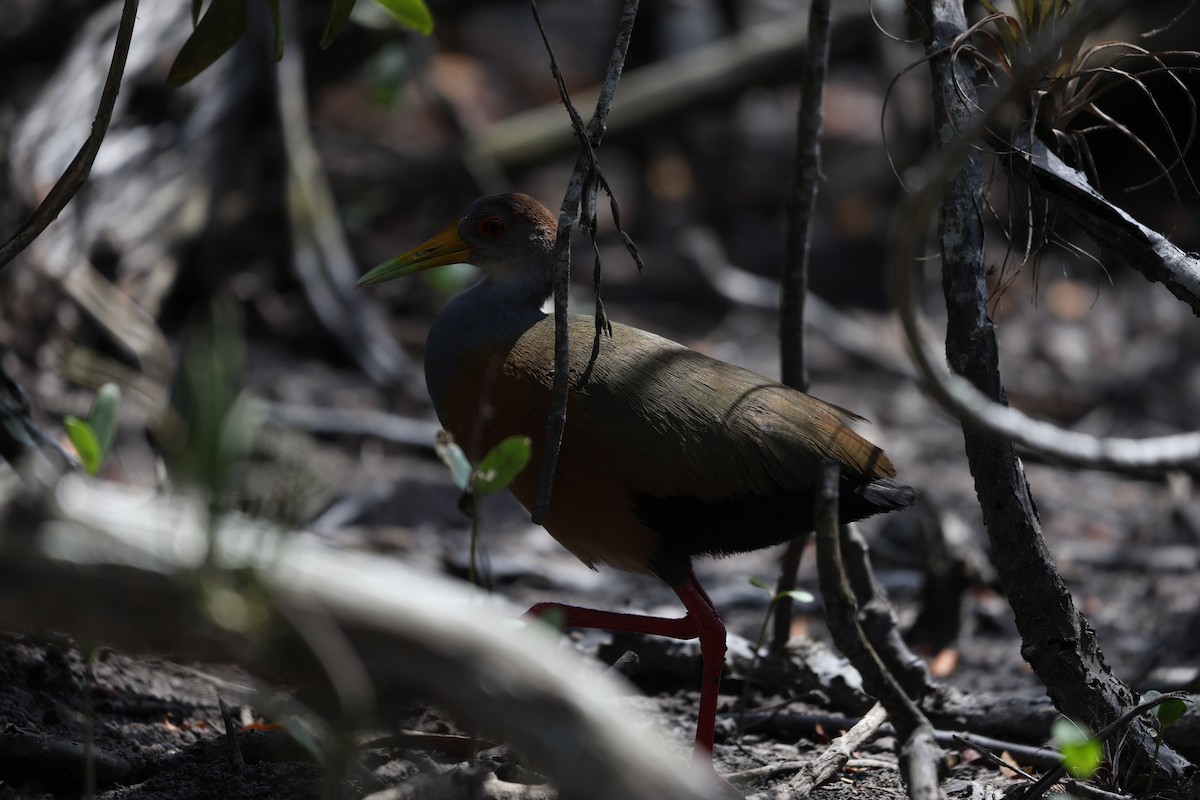 Russet-naped Wood-Rail - ML617079791