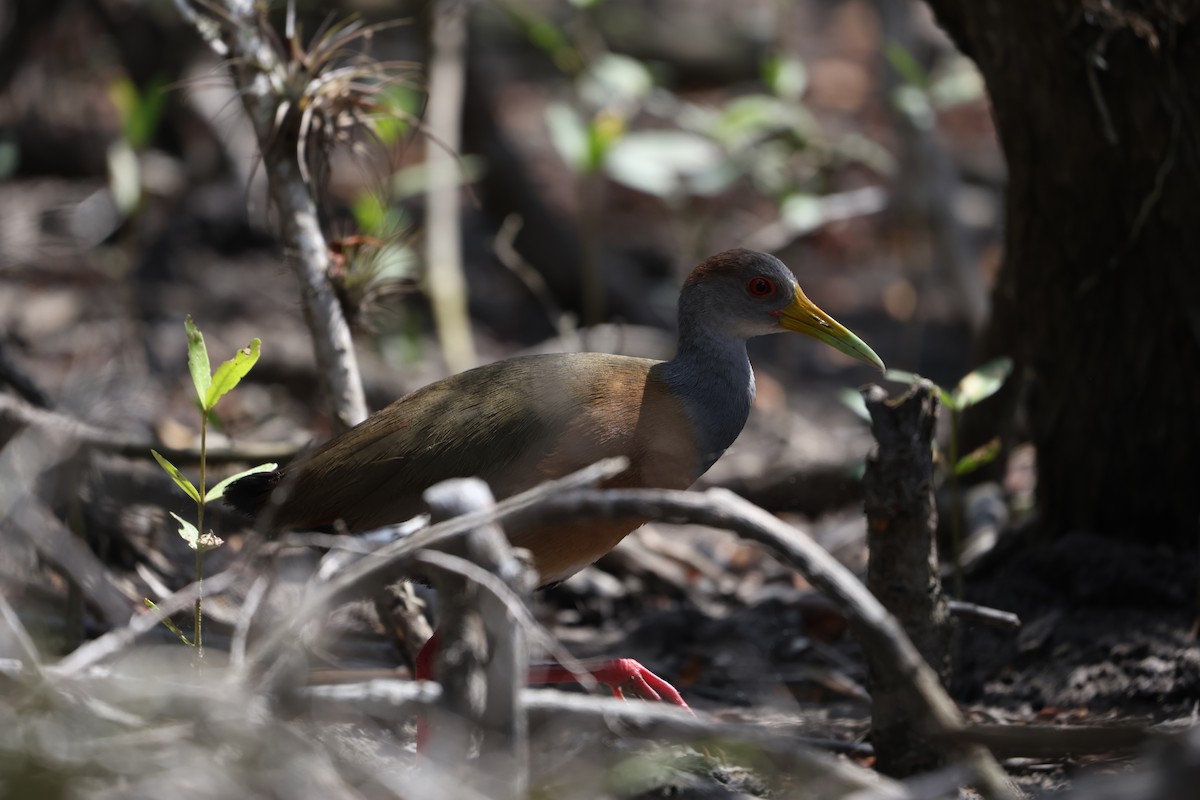 Russet-naped Wood-Rail - ML617079793