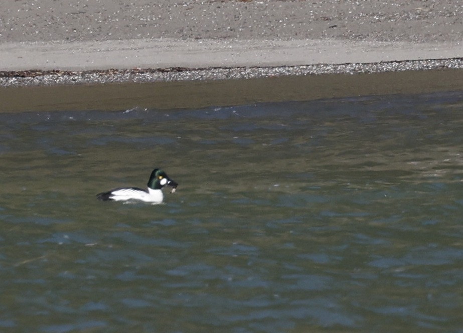 Common Goldeneye - Catherine Keegan