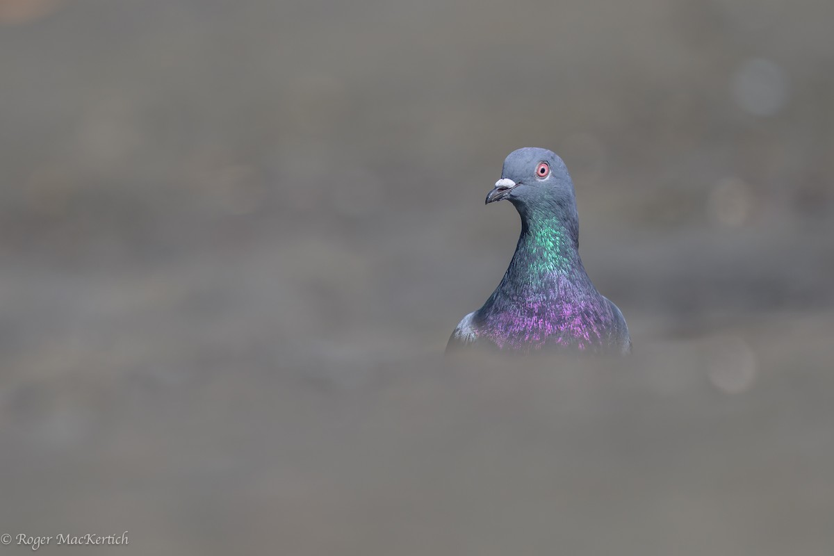 Rock Pigeon (Feral Pigeon) - ML617079823