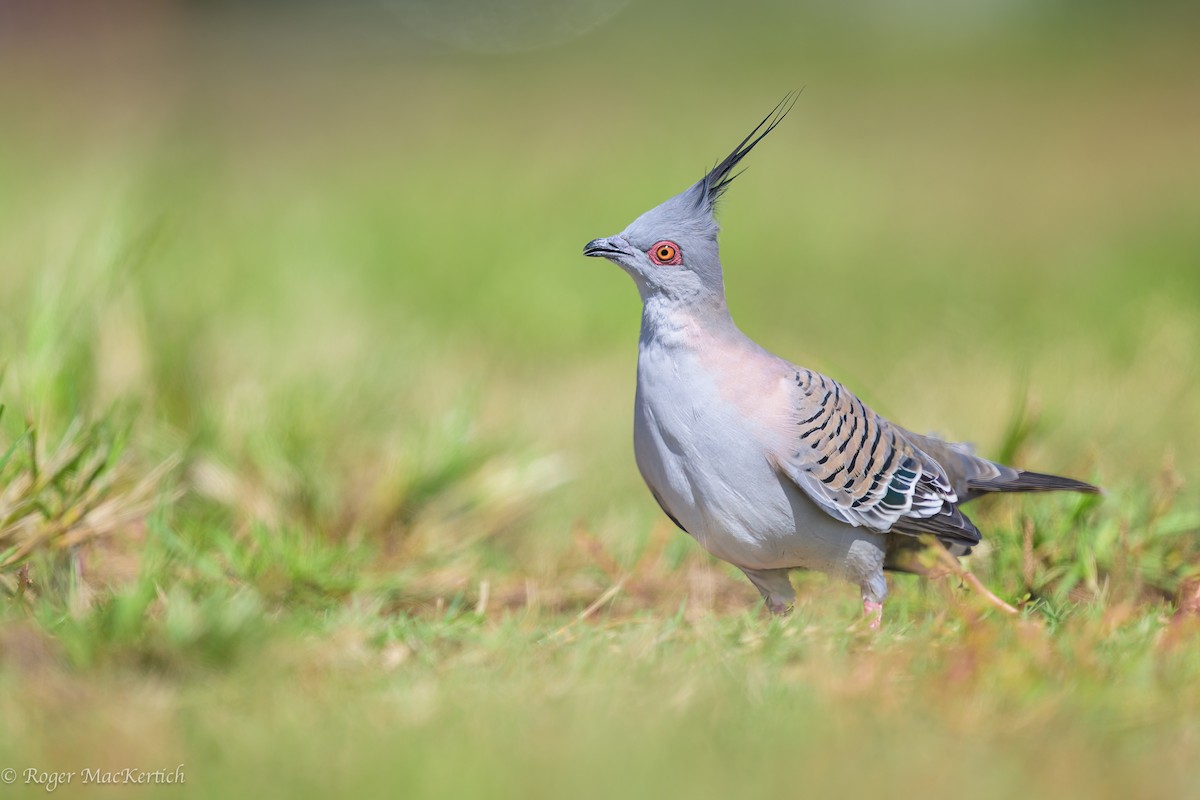 Crested Pigeon - ML617079829