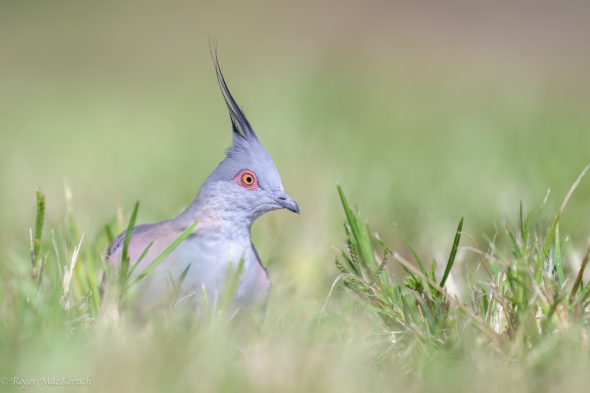 Crested Pigeon - ML617079830