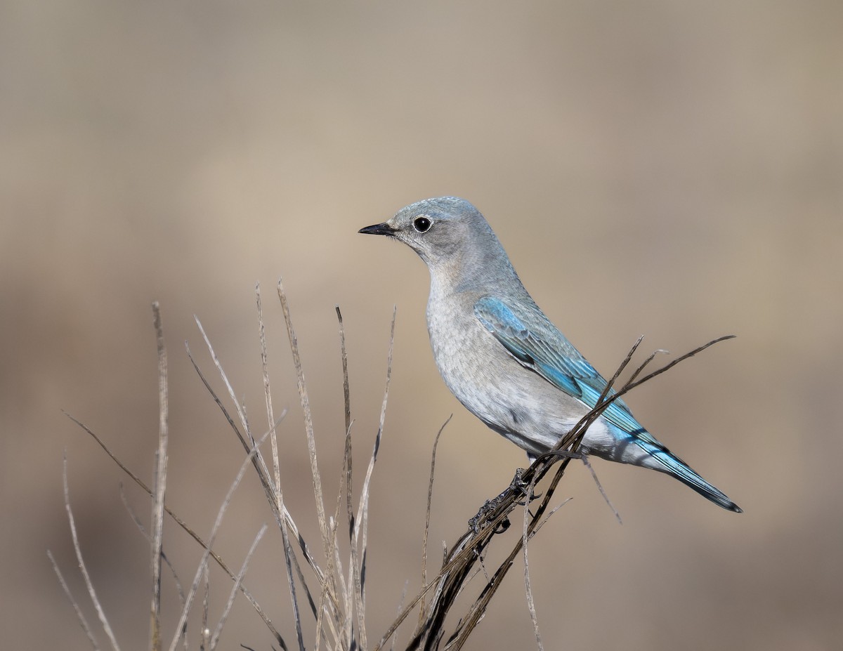 Mountain Bluebird - ML617079841