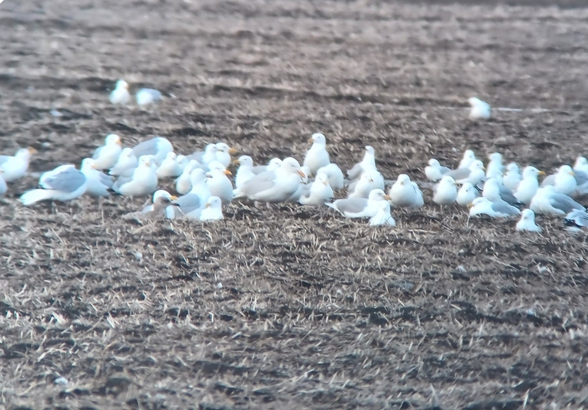 Glaucous Gull - ML617079862