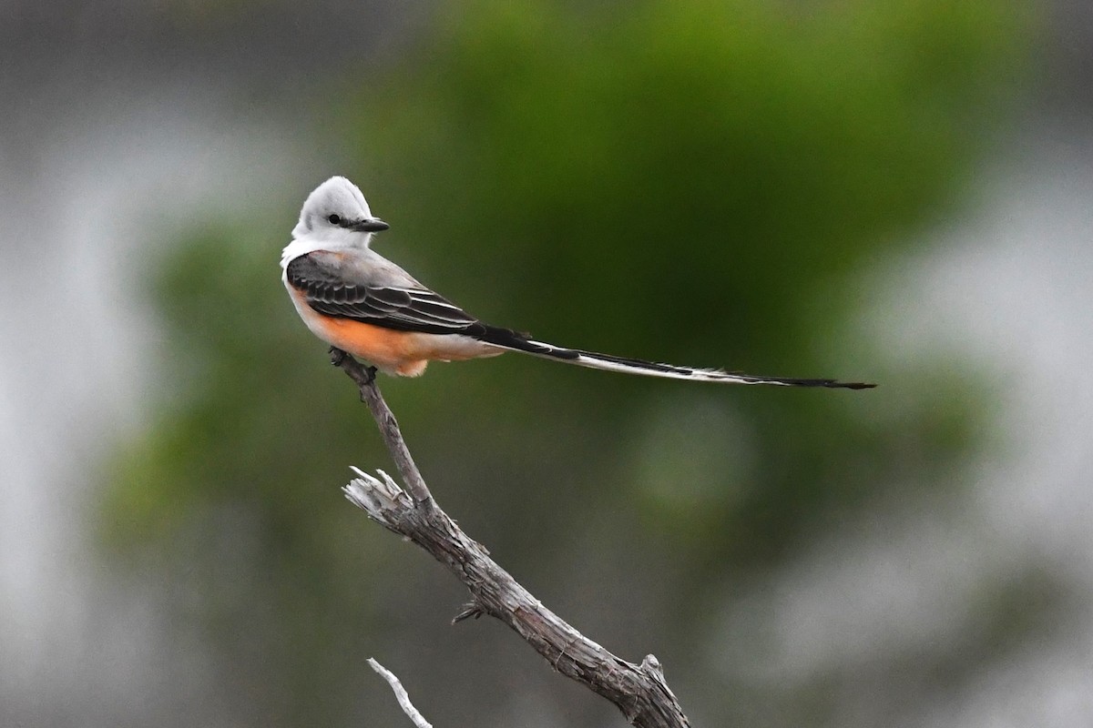 Scissor-tailed Flycatcher - ML617079870