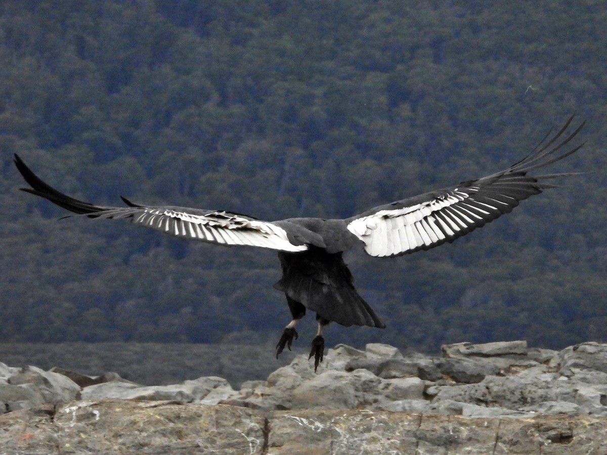 Andean Condor - Glenda Tromp