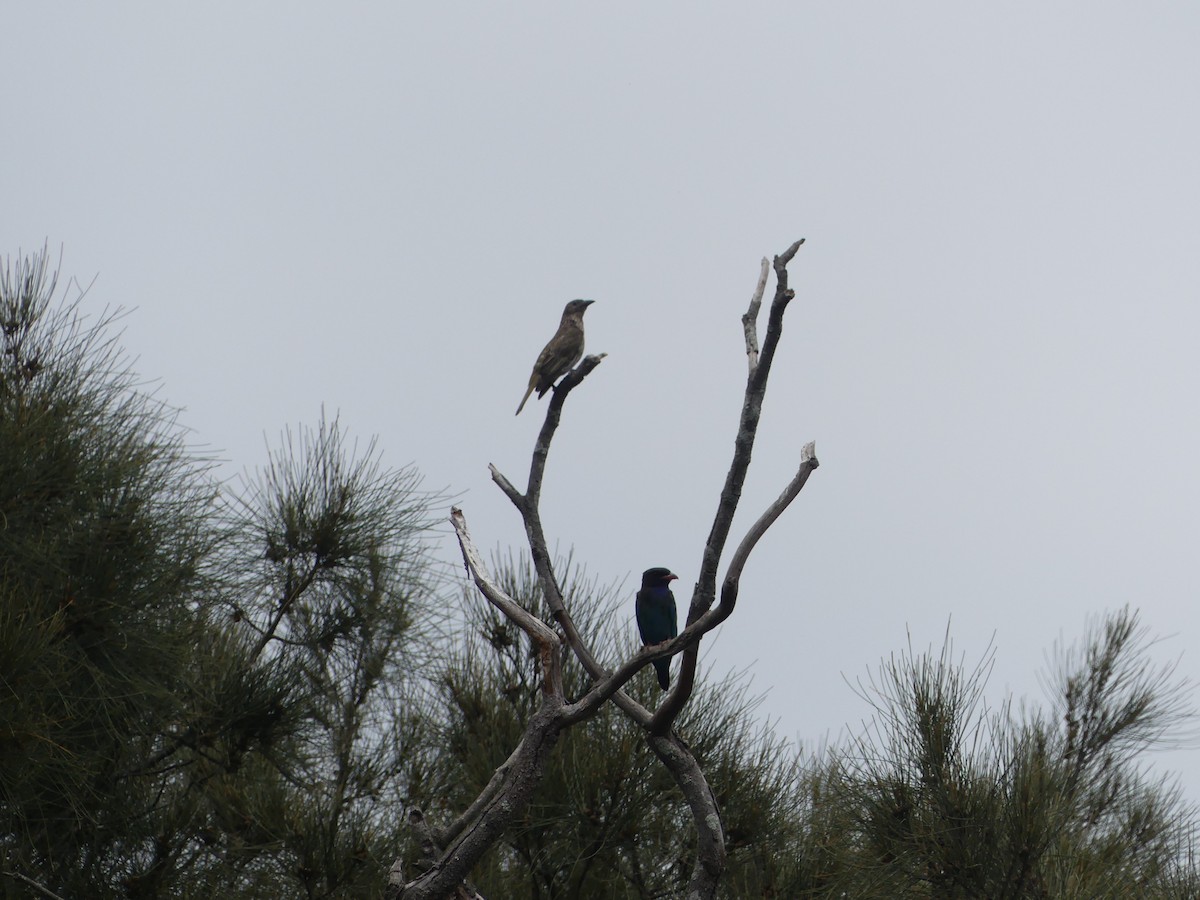 Australasian Figbird - Andrew Wood
