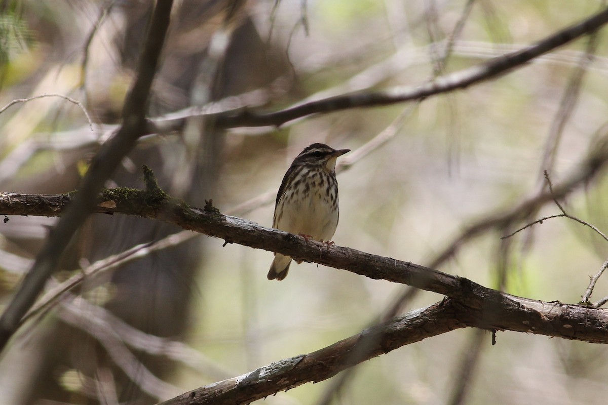 Louisiana Waterthrush - Anonymous