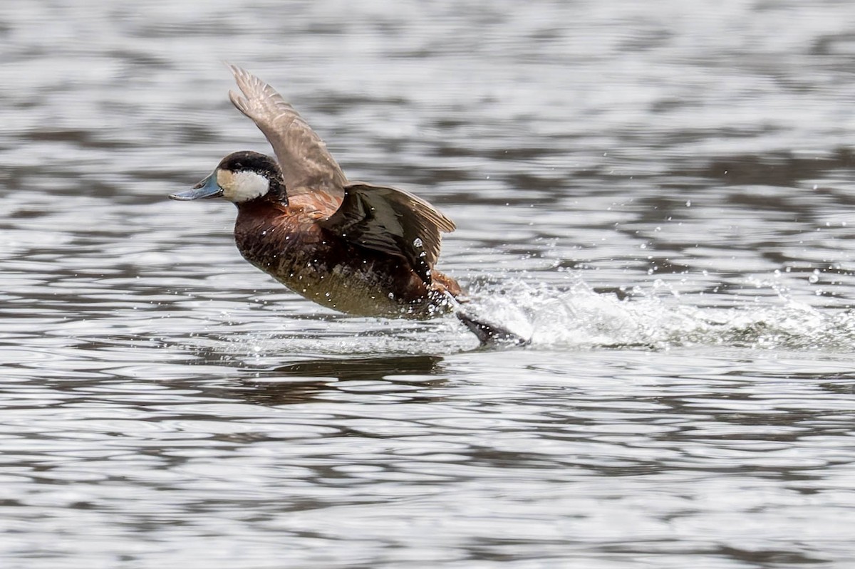 Ruddy Duck - ML617079953