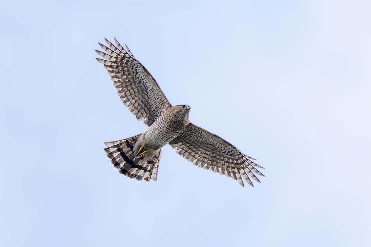 Cooper's Hawk - ML617079960