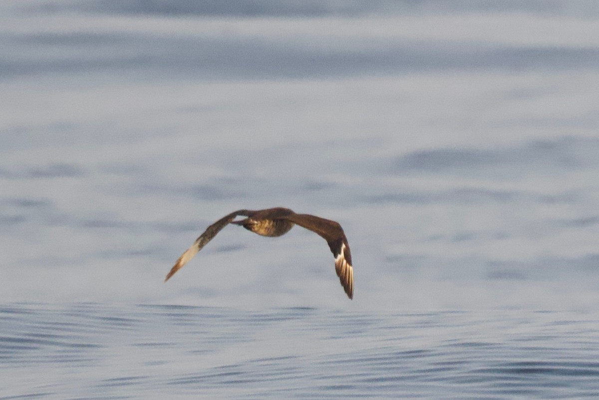 Parasitic Jaeger - ML617079972