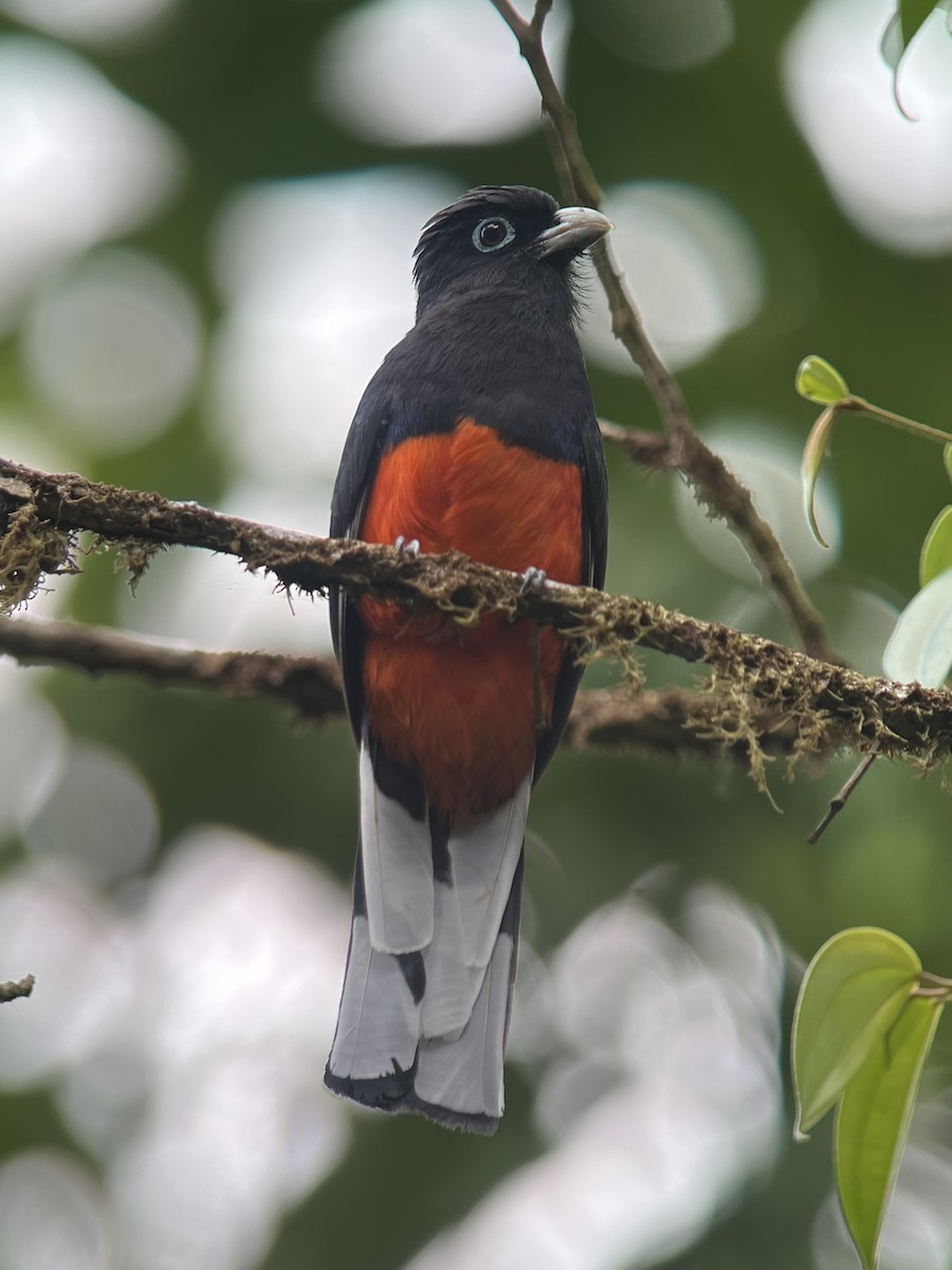 Baird's Trogon - ML617079987