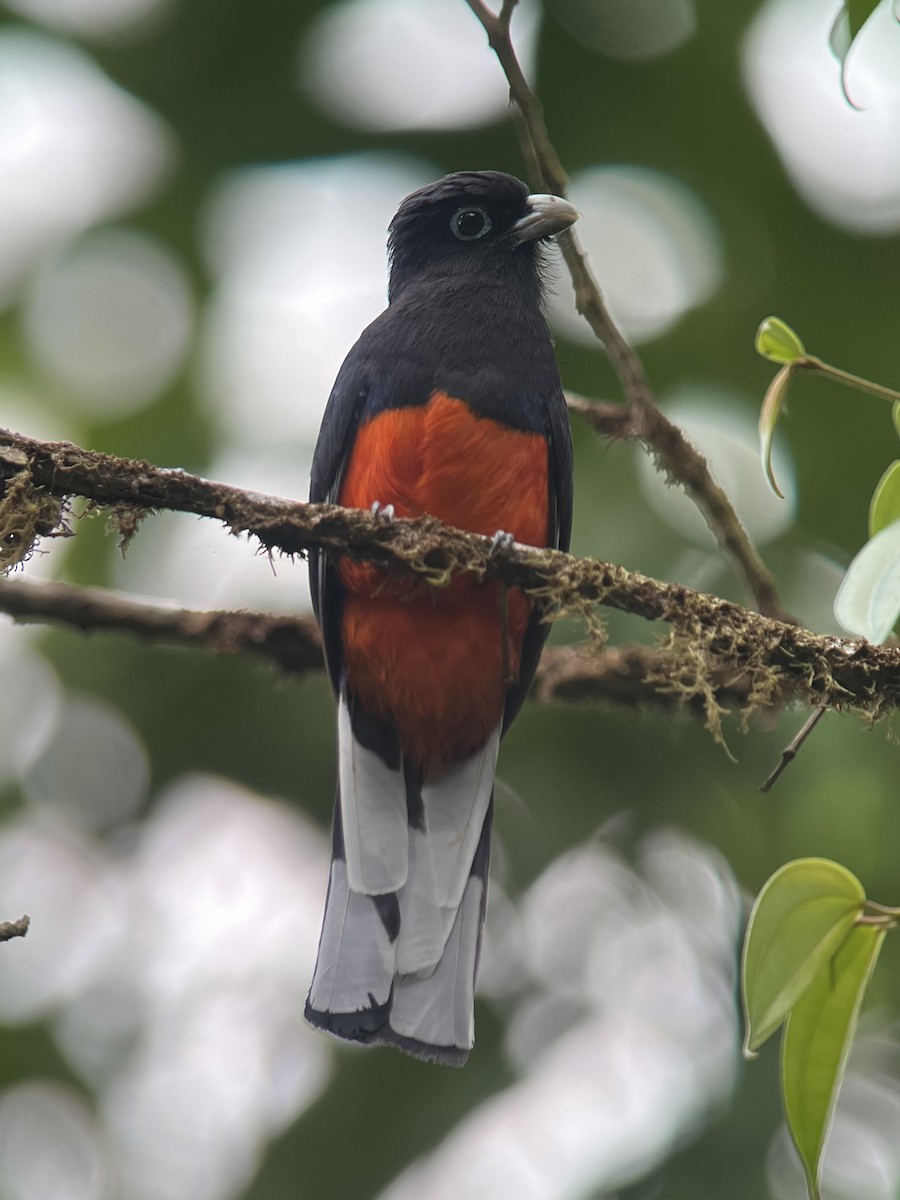 Trogon de Baird - ML617079988