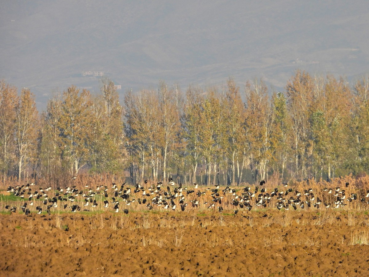 Northern Lapwing - ML617079998