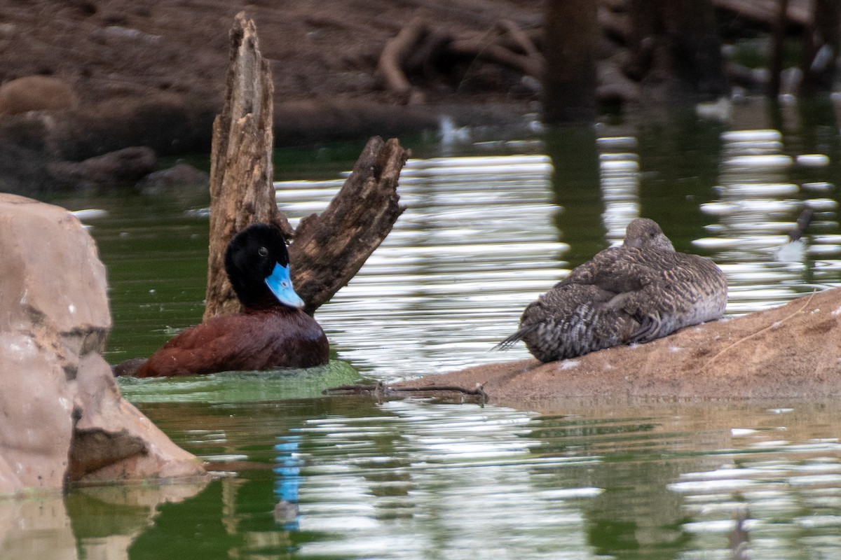 Blue-billed Duck - ML617080021