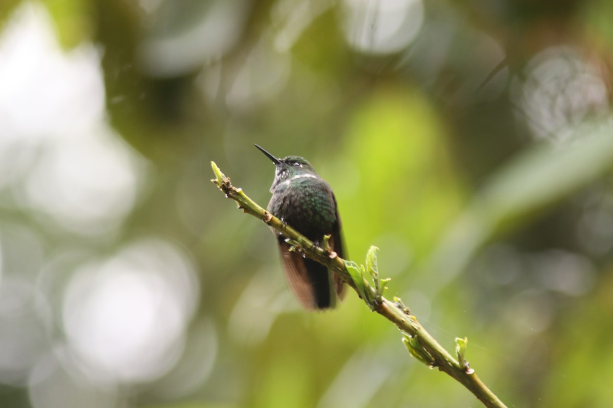 White-throated Daggerbill - ML617080047