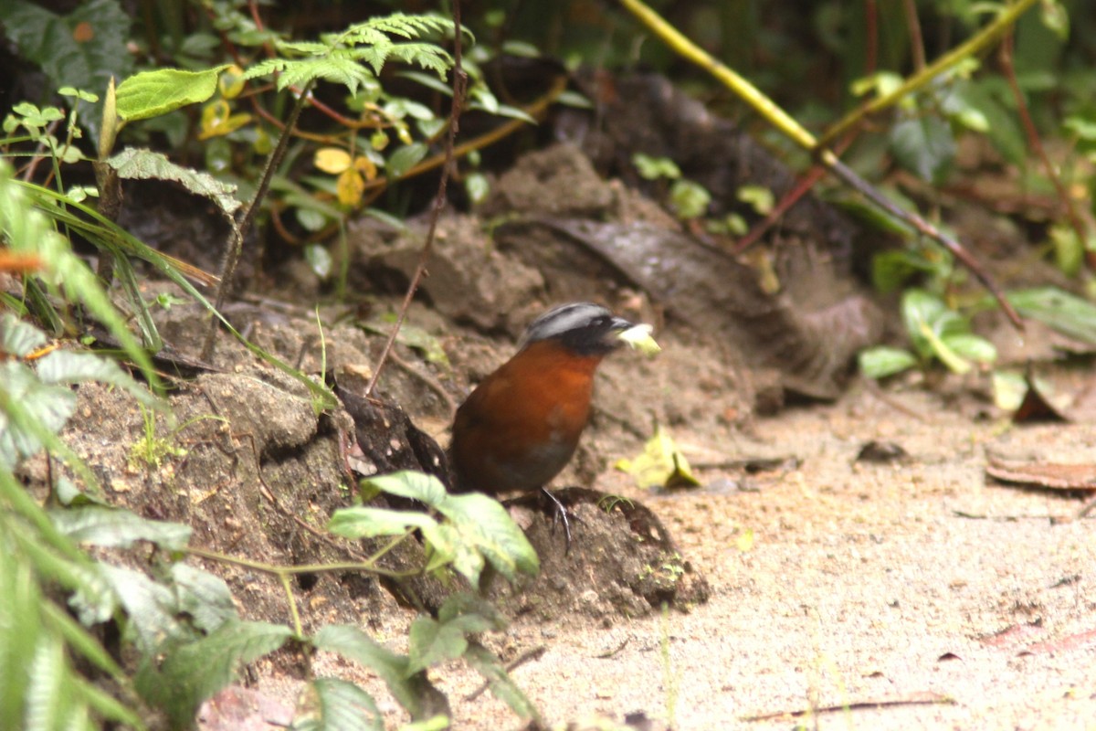 Tanager Finch - ML617080062