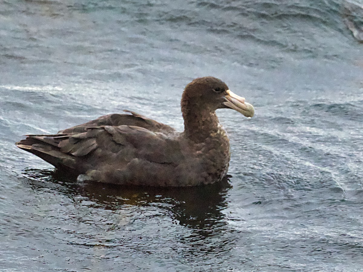 Southern Giant-Petrel - Michael Tromp