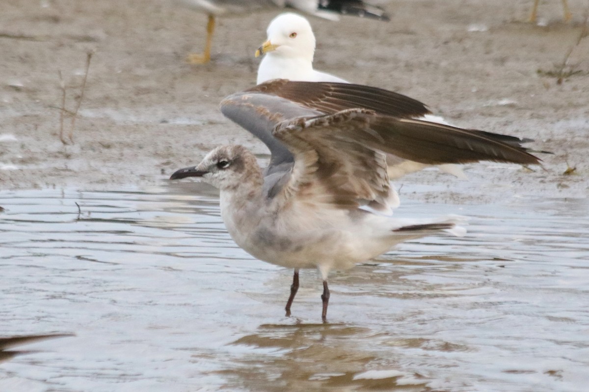 Laughing Gull - Kris Ito