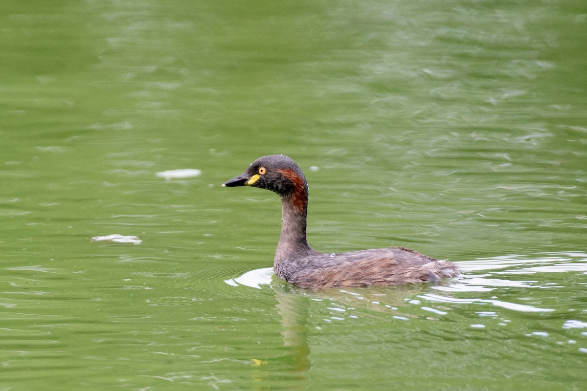 Australasian Grebe - ML617080111