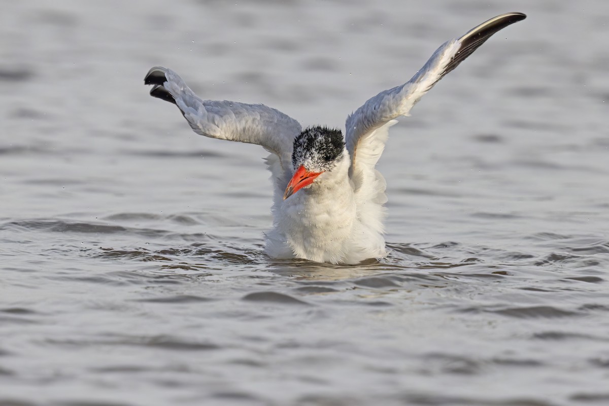 Caspian Tern - ML617080115