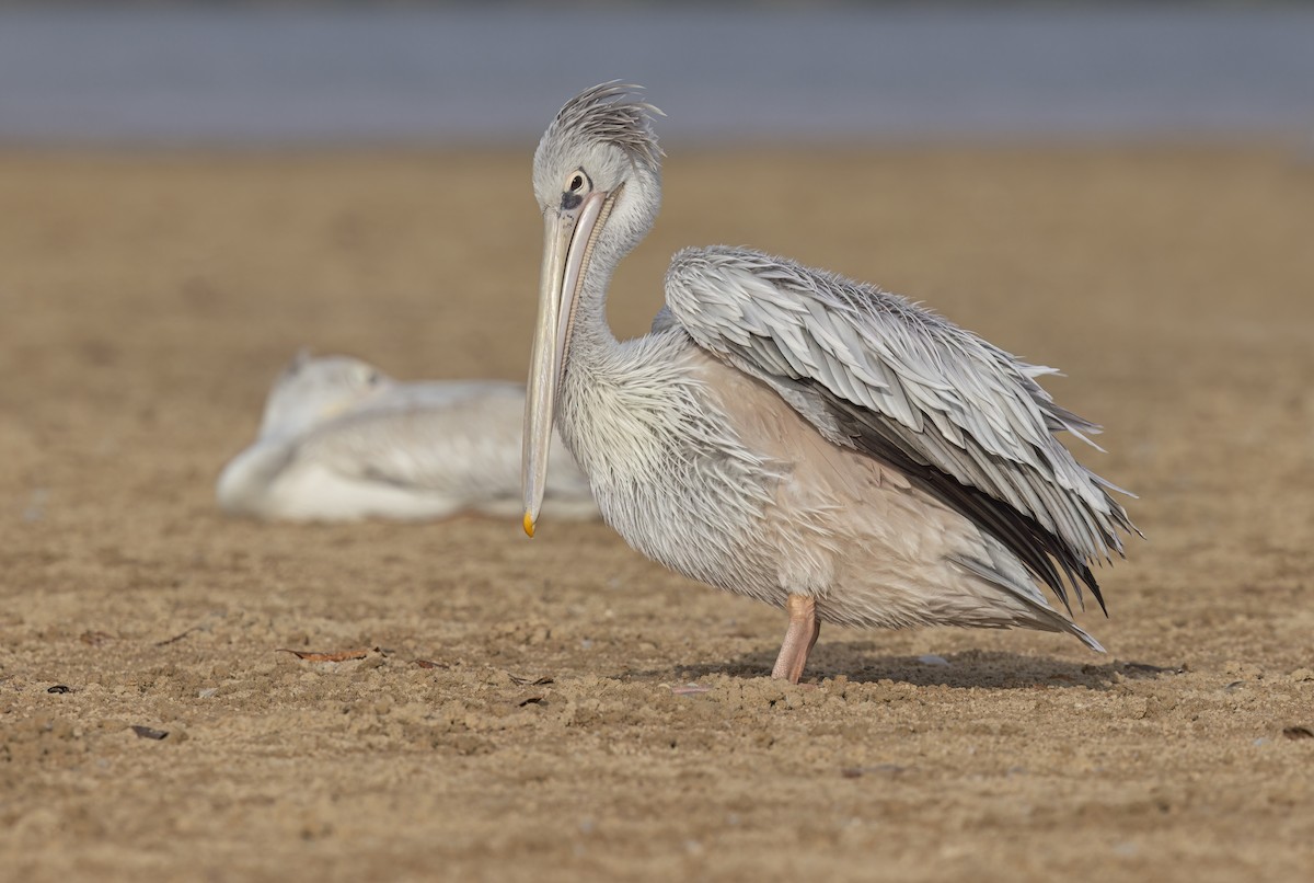 Pink-backed Pelican - ML617080151