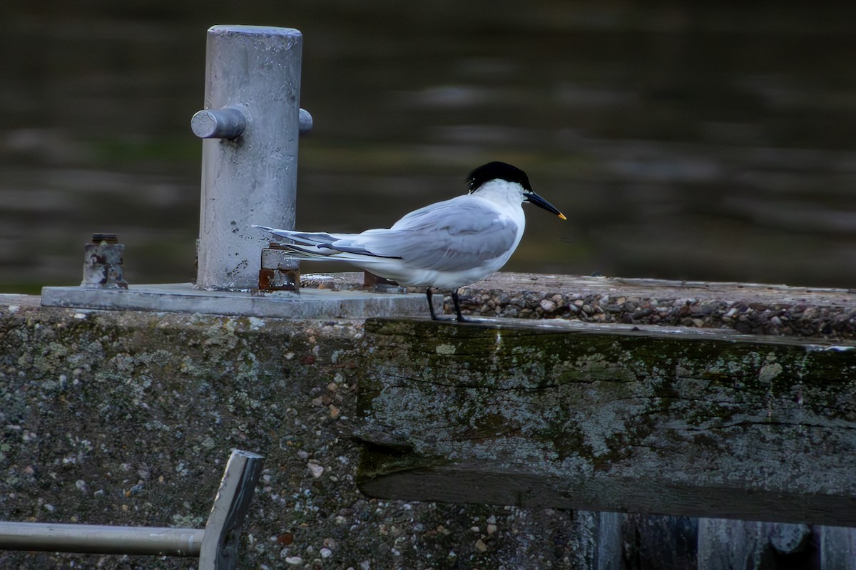 Sandwich Tern - ML617080162