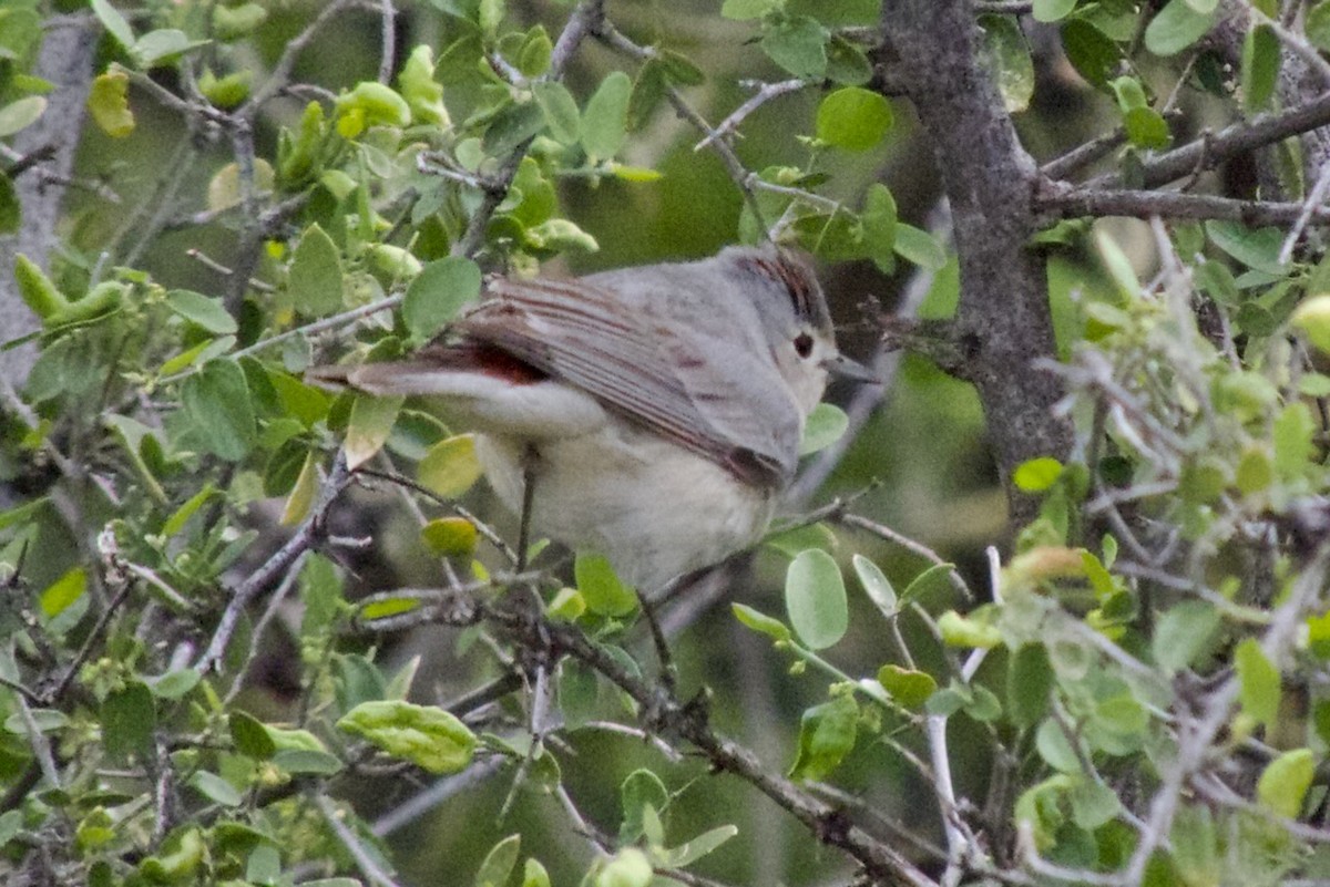 Lucy's Warbler - ML617080190