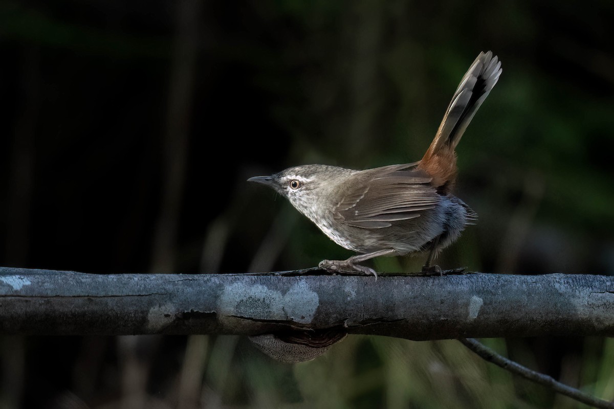 Chestnut-rumped Heathwren - ML617080193