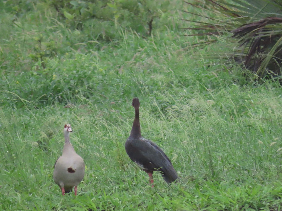 Spur-winged Goose - ML617080210