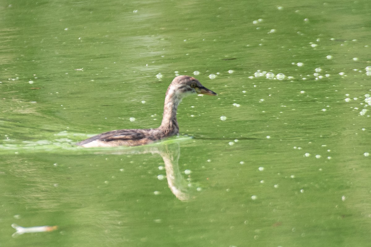 Australasian Grebe - ML617080221