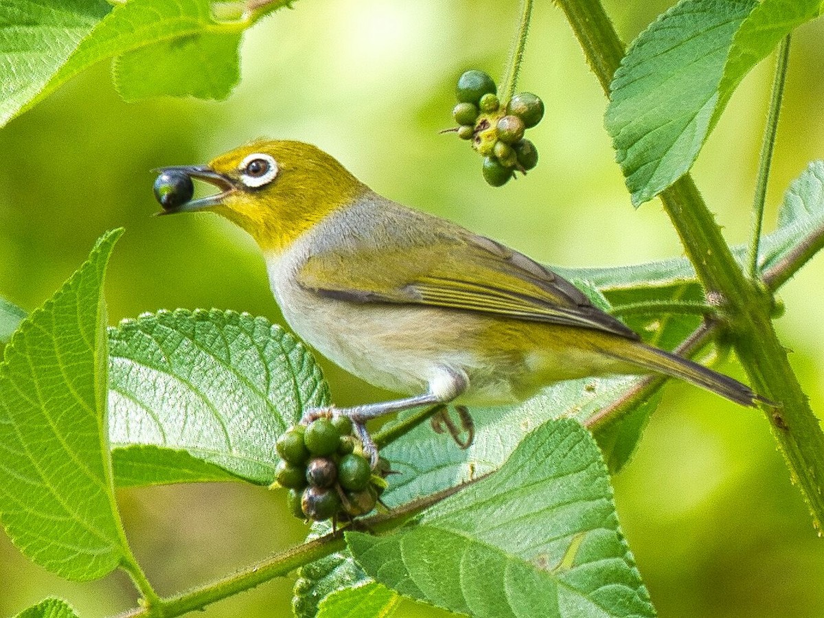 Zostérops à dos gris - ML617080238