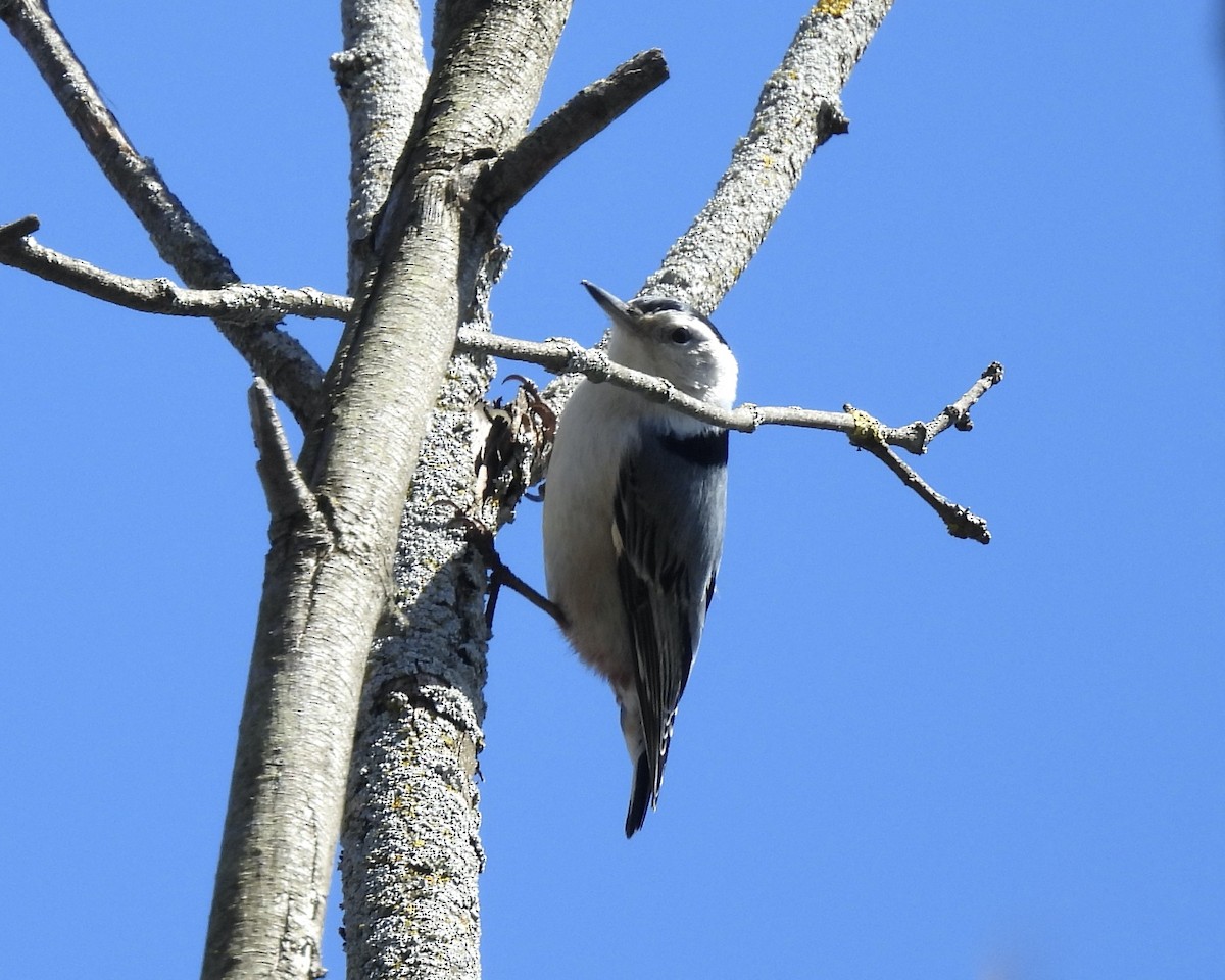 White-breasted Nuthatch - ML617080242