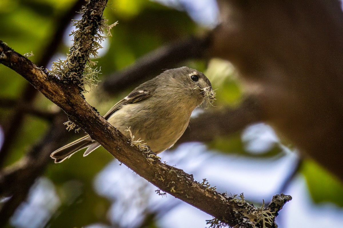 Hutton's Vireo - ML617080243