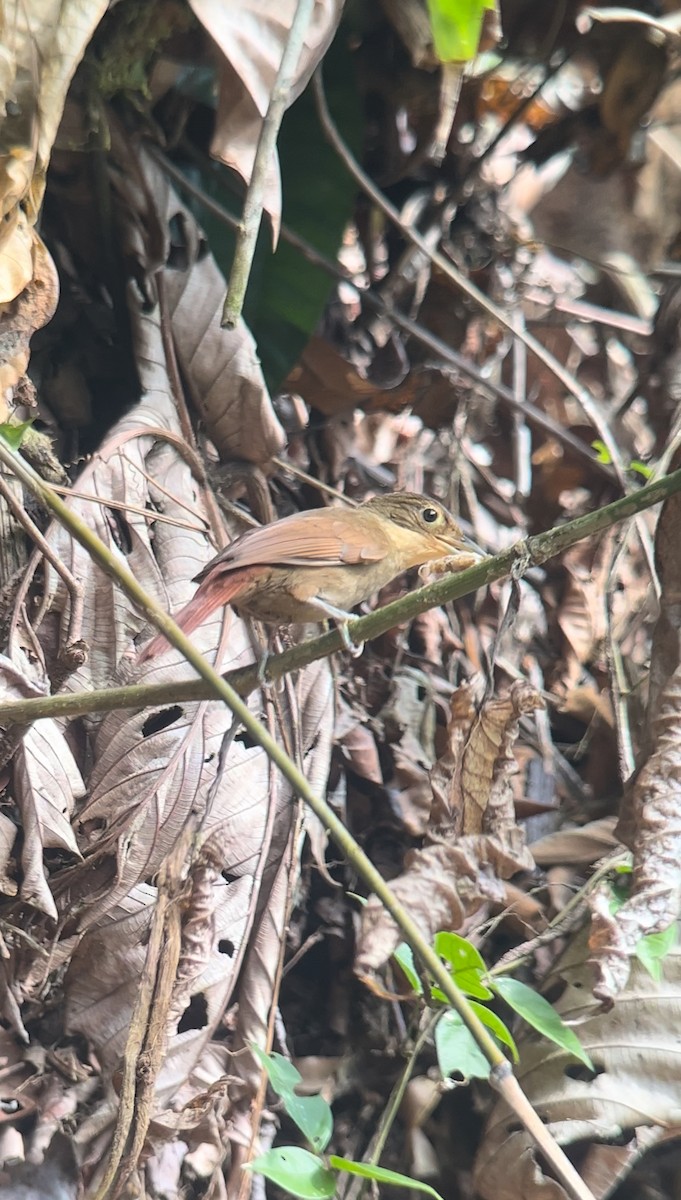 Chiriqui Foliage-gleaner - ML617080292