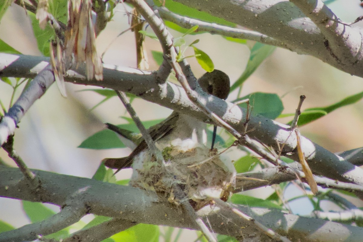 Black-chinned Hummingbird - ML617080300