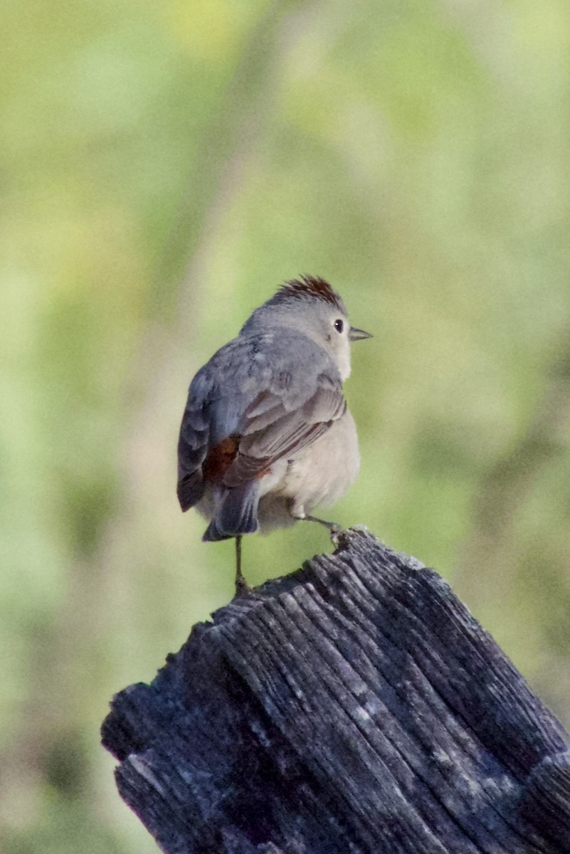 Lucy's Warbler - ML617080343