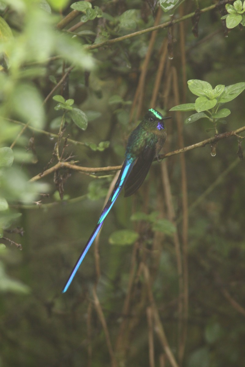 Violet-tailed Sylph - ML617080356