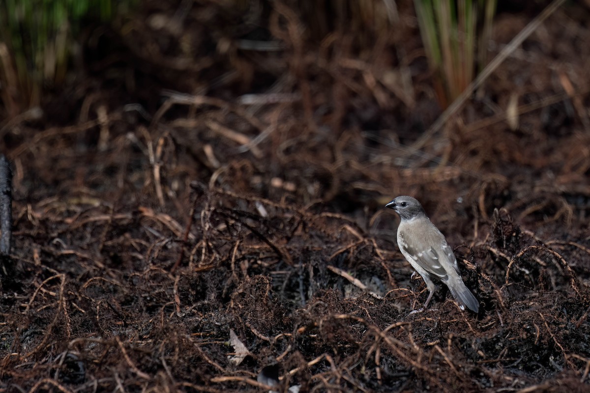 Plum-headed Finch - ML617080367