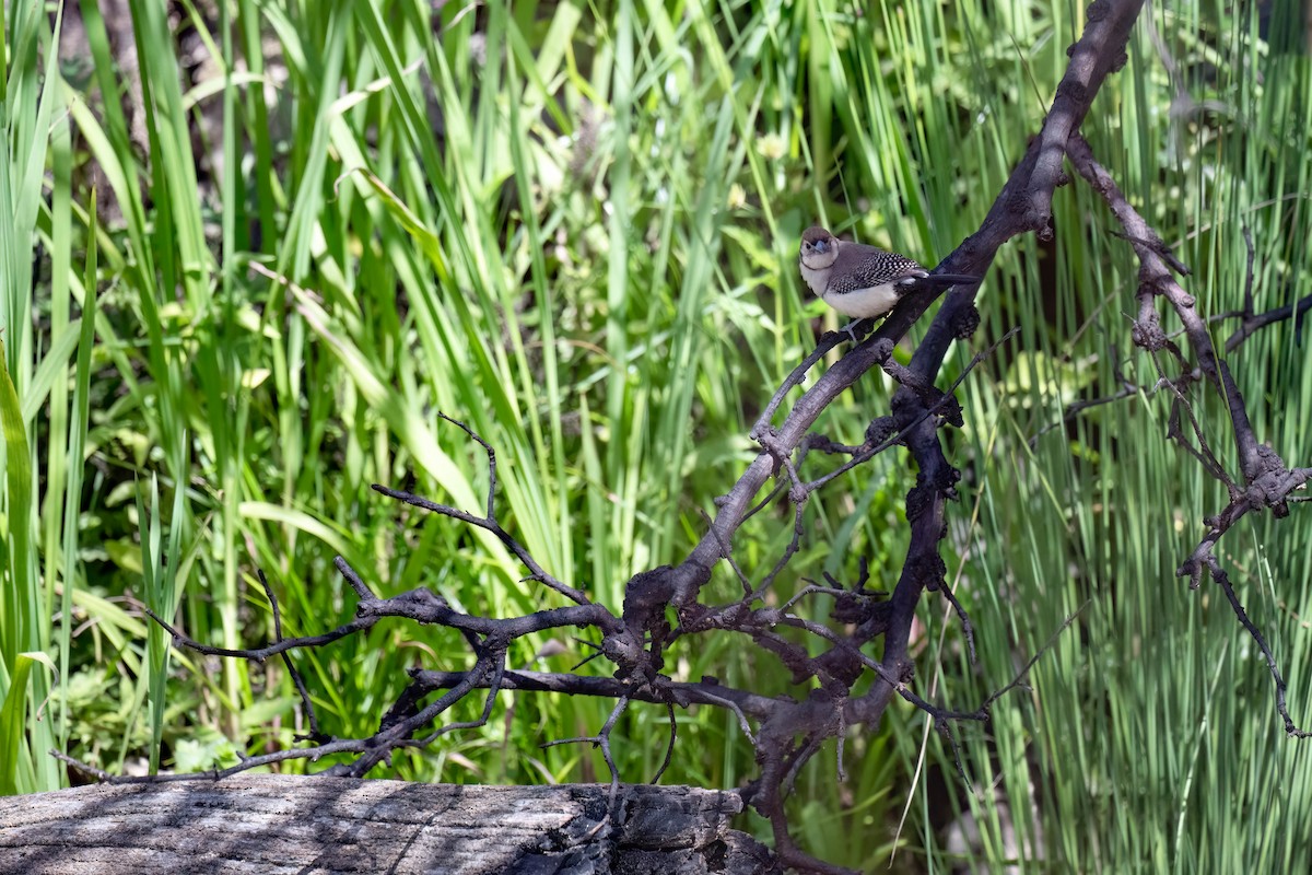 Double-barred Finch - ML617080368