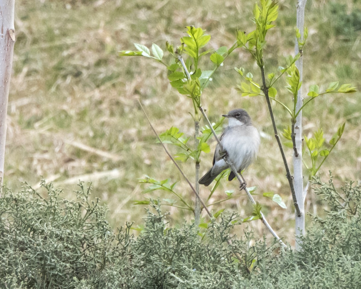 Lesser Whitethroat (Lesser) - Shahrzad Fattahi