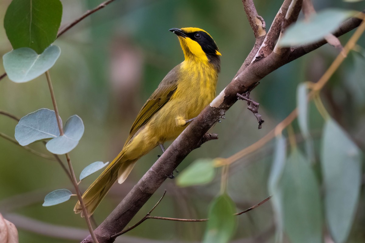 Yellow-tufted Honeyeater - ML617080394